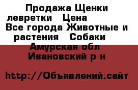 Продажа Щенки левретки › Цена ­ 40 000 - Все города Животные и растения » Собаки   . Амурская обл.,Ивановский р-н